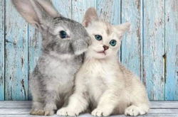 娱乐吃瓜酱猫兔子,揭秘猫兔子背后的趣味故事