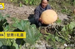 礼县网红吃瓜事件真相是真的吗,真相揭秘，还原事件始末