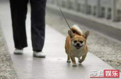 娱乐吃瓜养狗视频大全,娱乐吃瓜，狗狗视频大全集锦