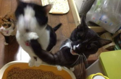 娱乐吃瓜喵a,揭秘娱乐圈那些不为人知的幕后故事