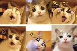 娱乐圈萌猫,喵星人的星光熠熠之旅