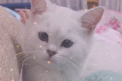 娱乐吃瓜酱可爱小鱼,可爱小鱼带你畅游娱乐圈