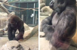 娱乐吃瓜酱动物园大猩猩,动物园大猩猩的趣味日常