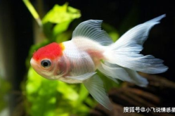 娱乐718吃瓜张金鱼,张金鱼吃瓜背后的故事