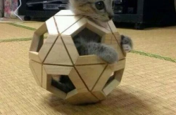 娱乐吃瓜酱猫叫喵喵喵,喵喵喵！娱乐吃瓜酱带你领略猫界趣味瞬间